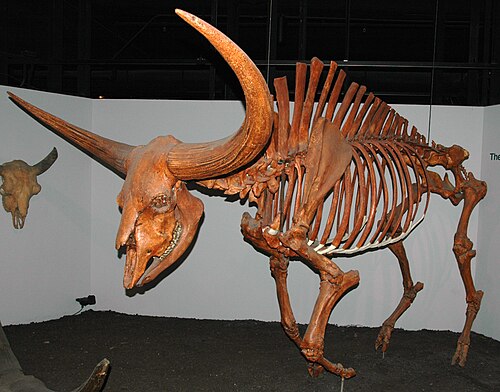 Bison latifrons